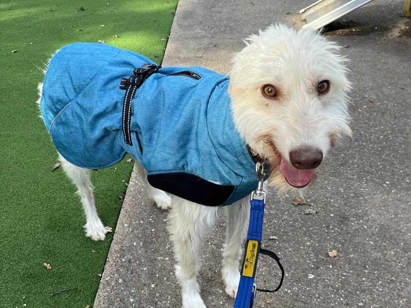 Bilberry | Deerhound Cross | Kenilworth (West Midlands) - 5