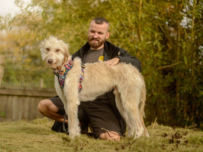 Bilberry | Deerhound Cross | Kenilworth (West Midlands) - 6