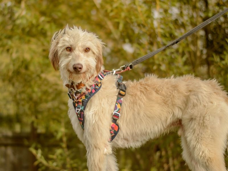 Bilberry | Deerhound Cross | Kenilworth (West Midlands) - 4