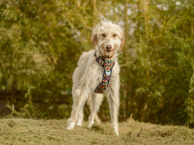 Bilberry | Deerhound Cross | Kenilworth (West Midlands) - 2