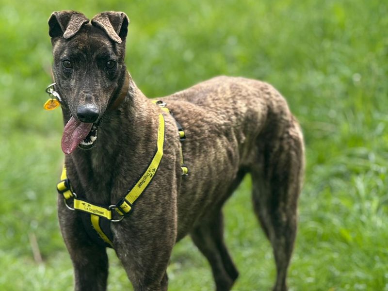 undefined | Greyhound | undefined - 4