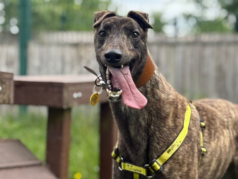 undefined | Greyhound | undefined - 3