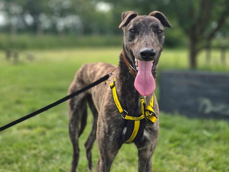 undefined | Greyhound | undefined - 2
