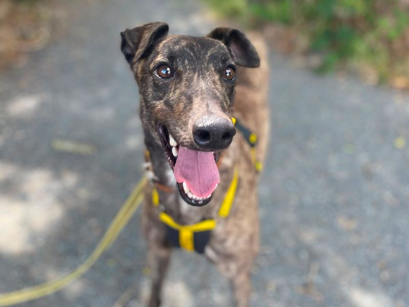Mulberry | Greyhound | Shrewsbury (Shropshire) - 2