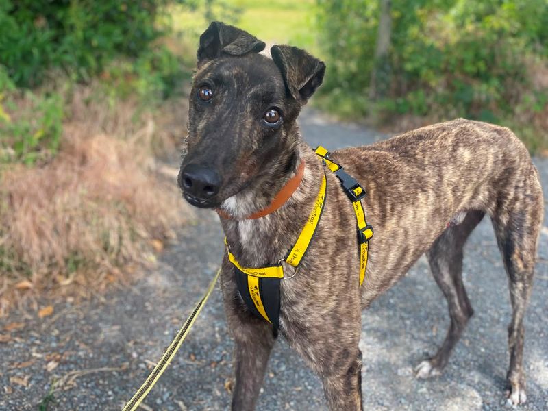 Mulberry | Greyhound | Shrewsbury (Shropshire) - 1