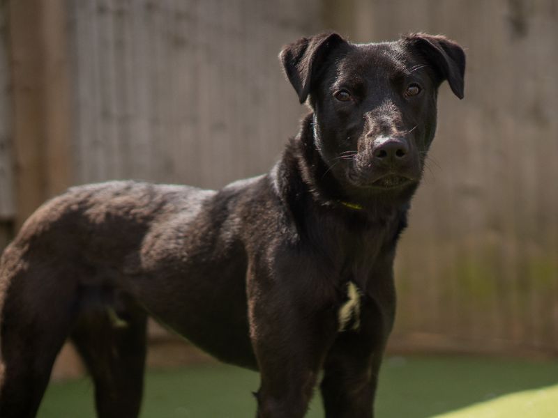 undefined | Lurcher Cross | undefined - 1