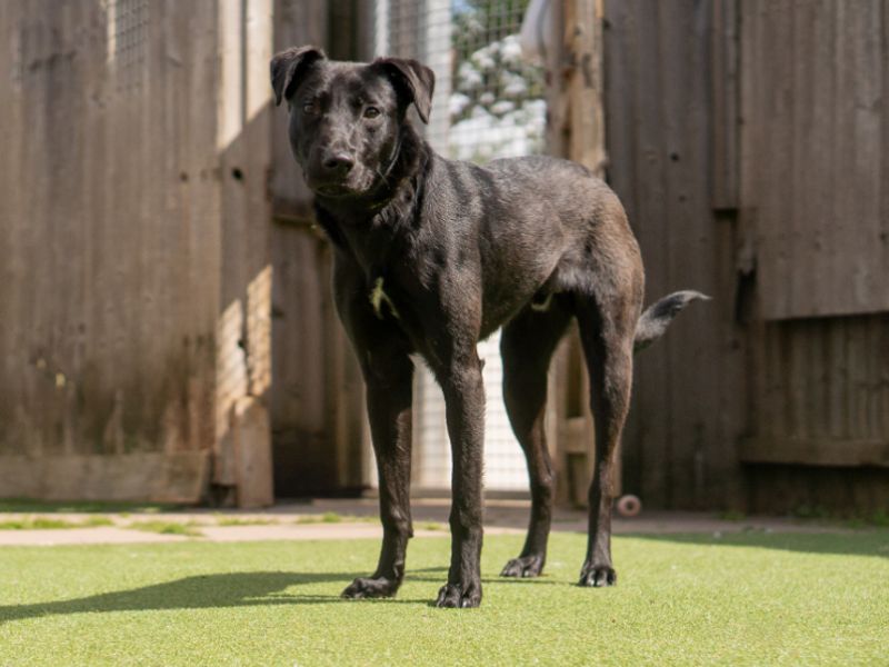 undefined | Lurcher Cross | undefined - 2