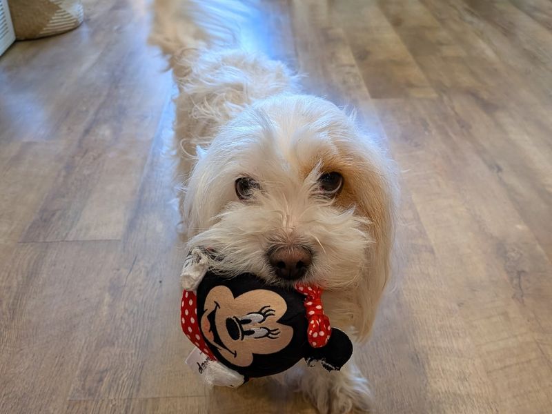 Ella - Image 5 of 6