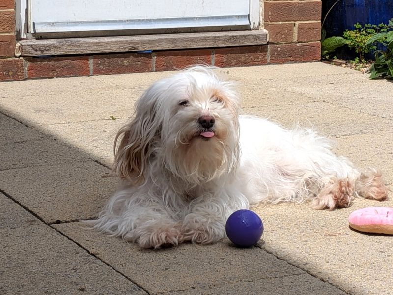 undefined | Bichon Frise Cross | undefined - 3