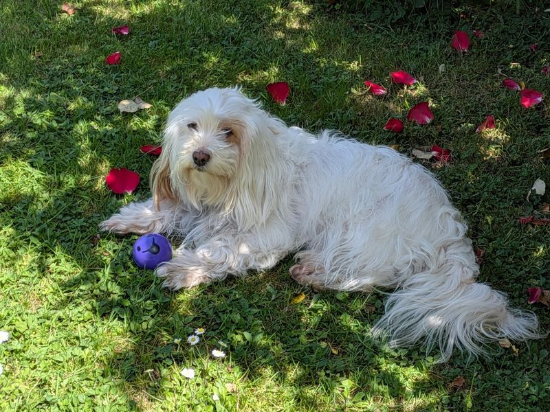 undefined | Bichon Frise Cross | undefined - 6