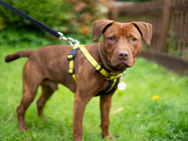 Bruno - Image 5 of 7