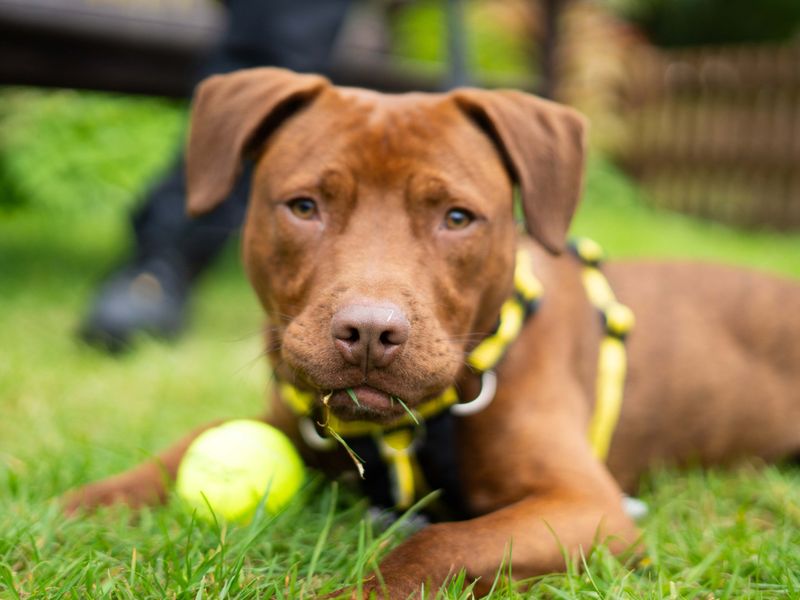 Bruno - Image 7 of 7