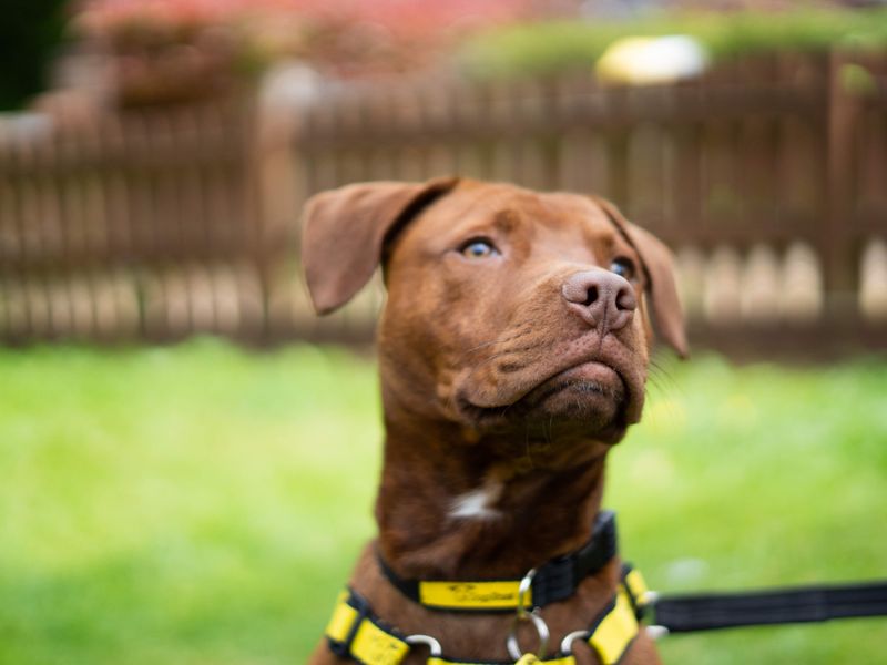 Bruno - Image 4 of 7