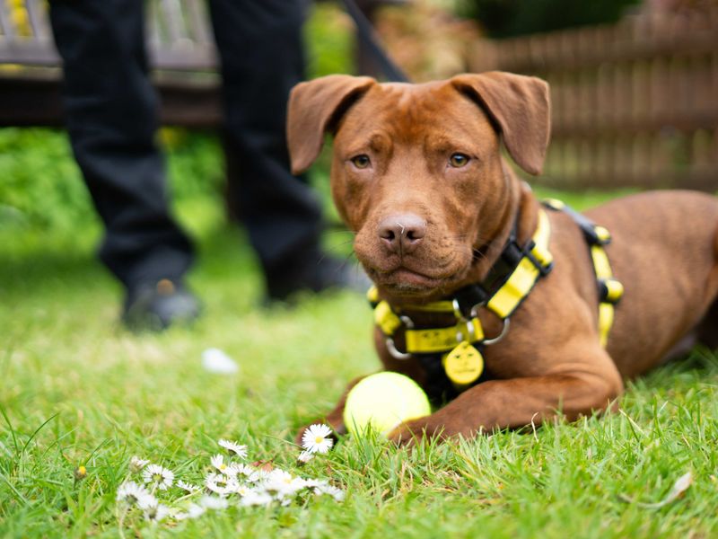 Bruno - Image 6 of 7