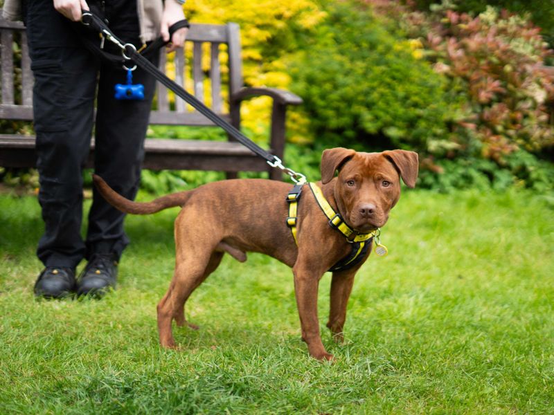 Bruno - Image 3 of 7