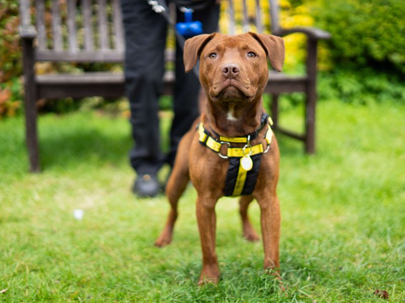 Bruno - Image 2 of 7