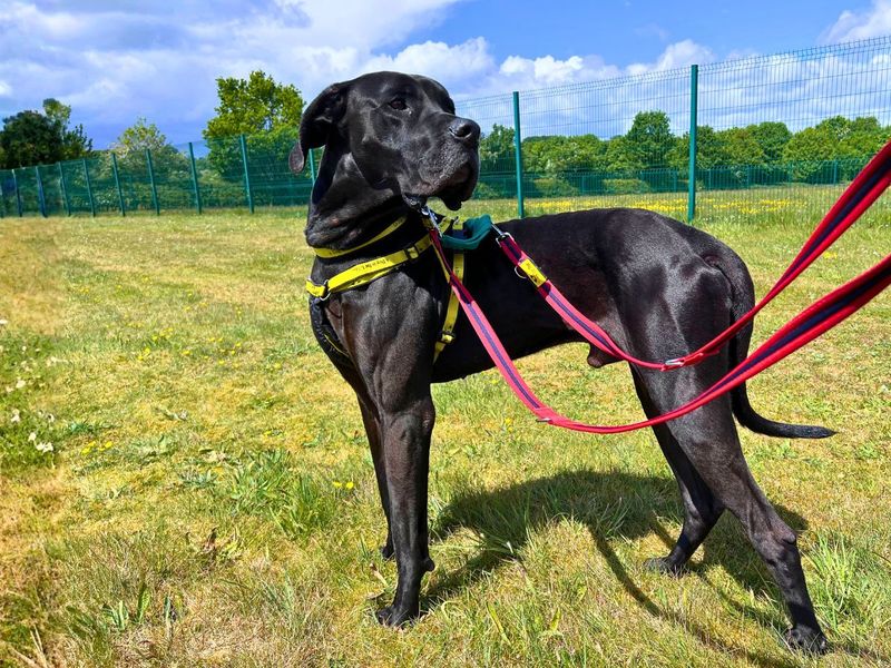 Duke | Great Dane | Salisbury (Wiltshire) - 1