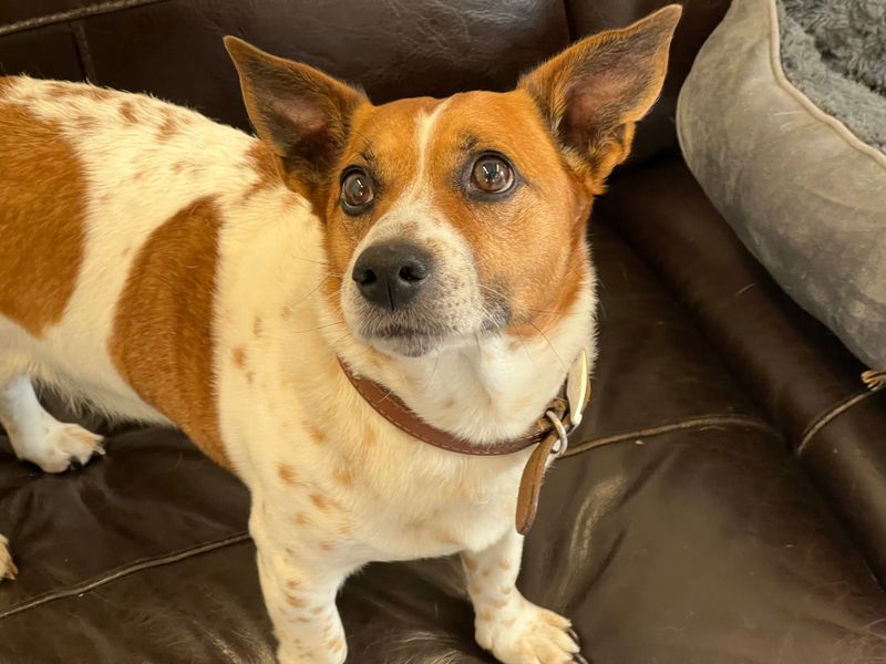 Buster | Terrier (Jack Russell) | Darlington - 1