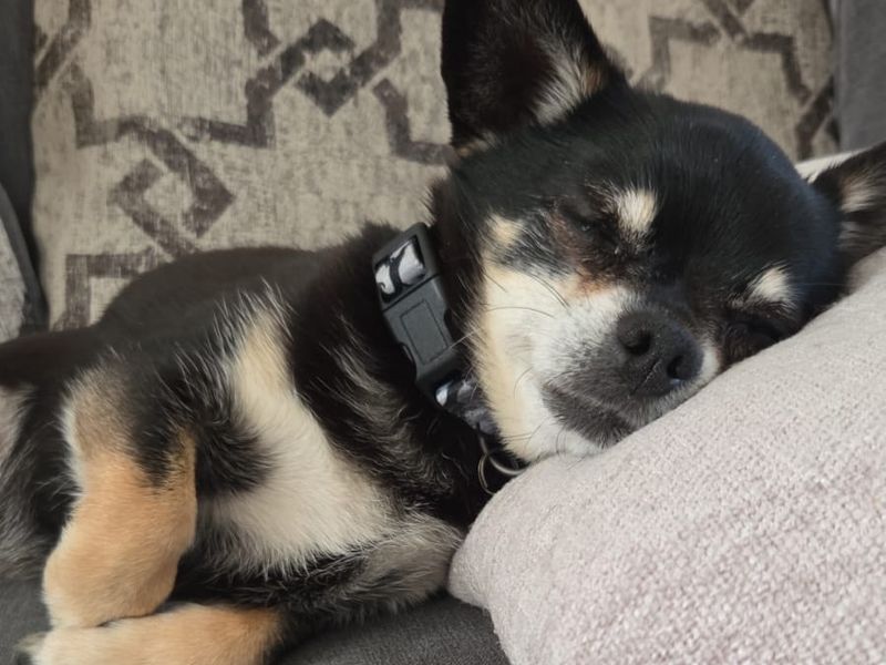 undefined | Chihuahua (Smooth Coat) | undefined - 3