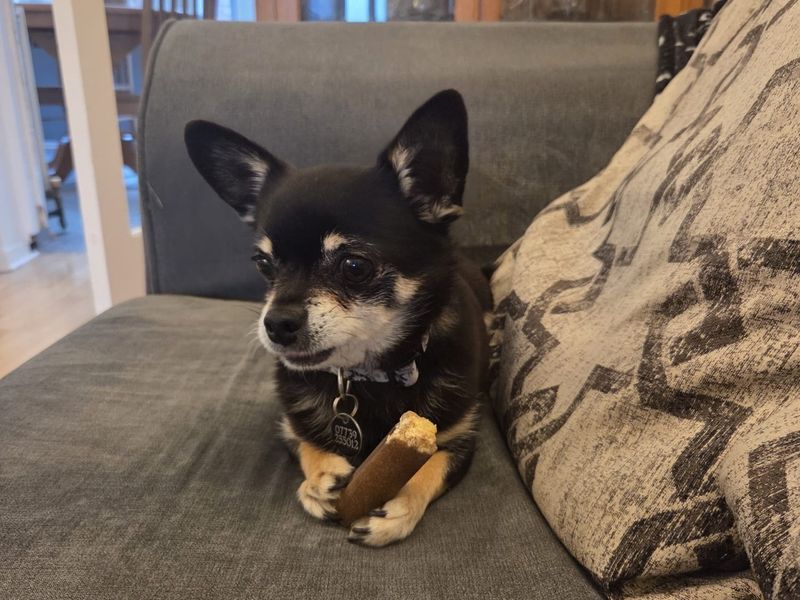 Chihuahua Dogs And Puppies For Adoption