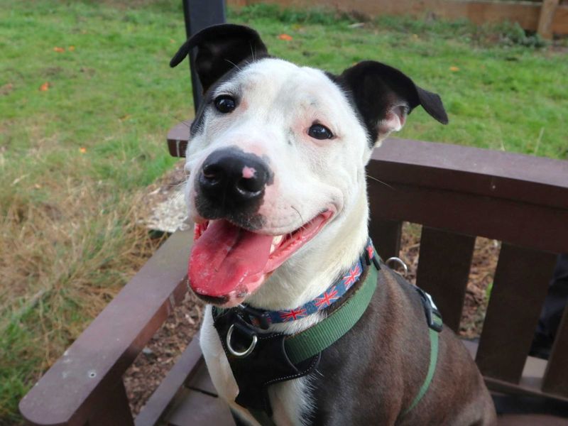 Sheeba | Terrier (Staffordshire Bull) Cross | Harefield West London - 2