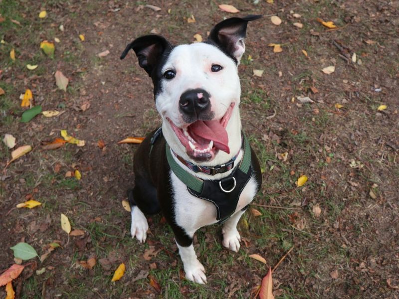 Sheeba | Terrier (Staffordshire Bull) Cross | Harefield West London - 1