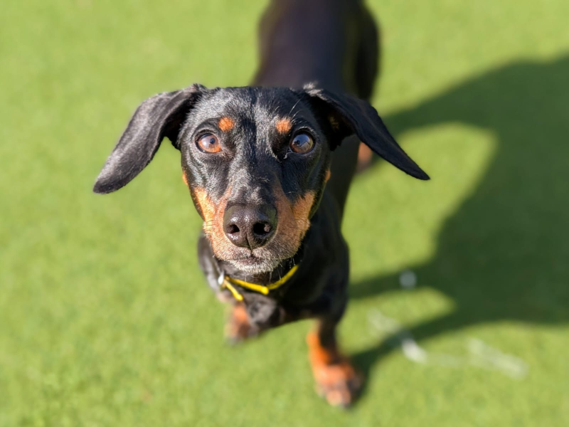 Dachshund Dogs And Puppies For Adoption