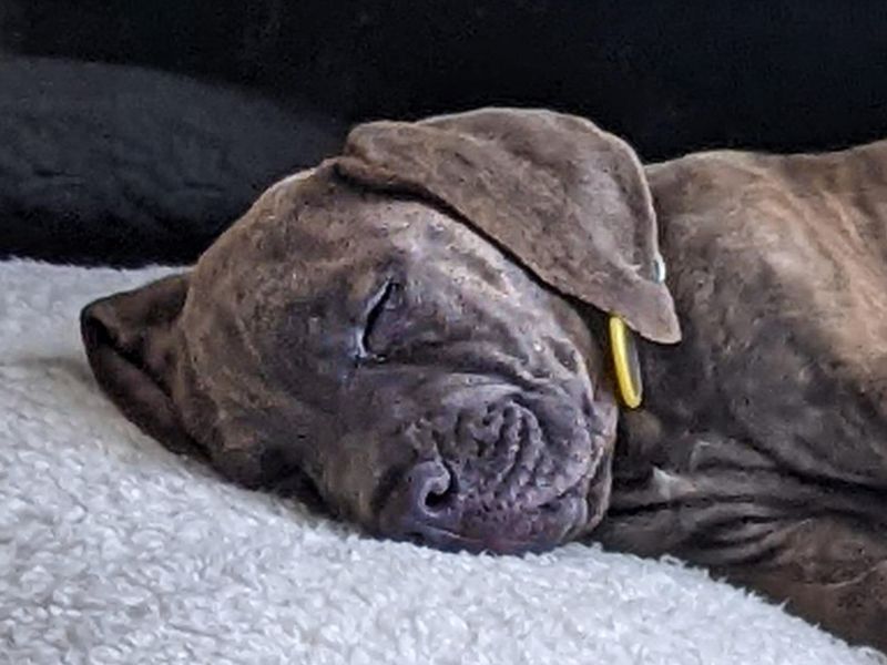Cupcake | Italian Corso Dog Cross | Basildon (Essex) - 1