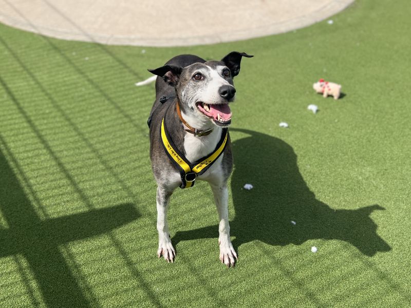 Greyhound Dogs And Puppies For Adoption