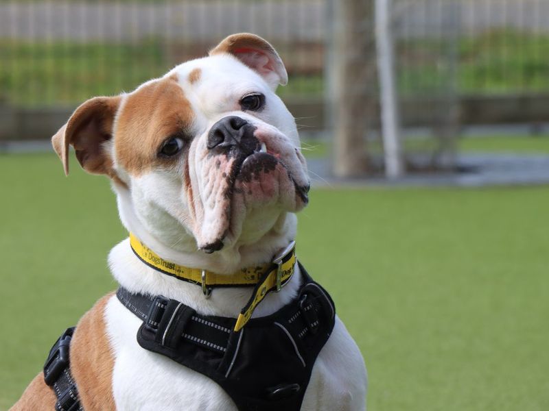 undefined | Bulldog | undefined - 3
