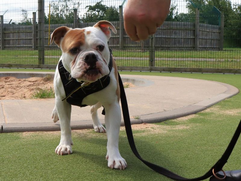 undefined | Bulldog | undefined - 2