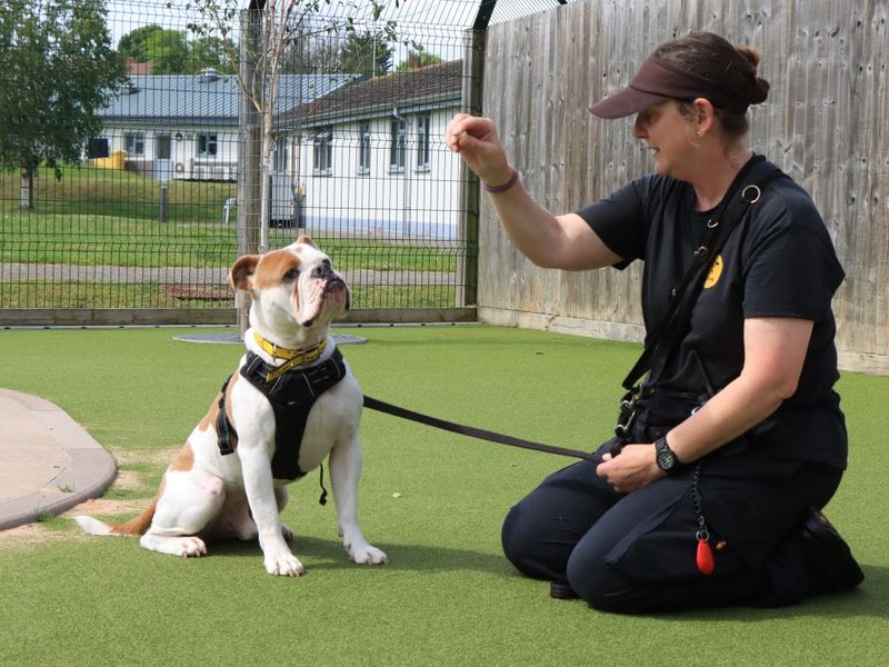 English Bulldog Dogs And Puppies For Adoption