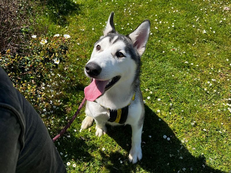 undefined | Siberian Husky | undefined - 1