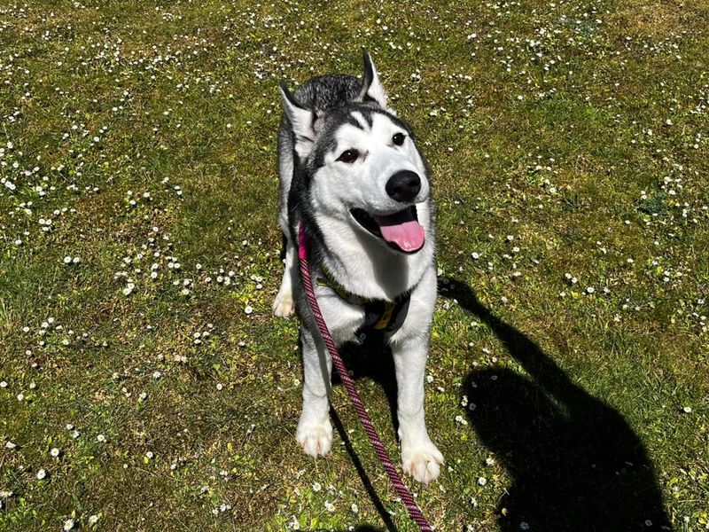 Koda - Image 3 of 4