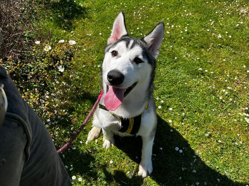 Koda - Image 2 of 4