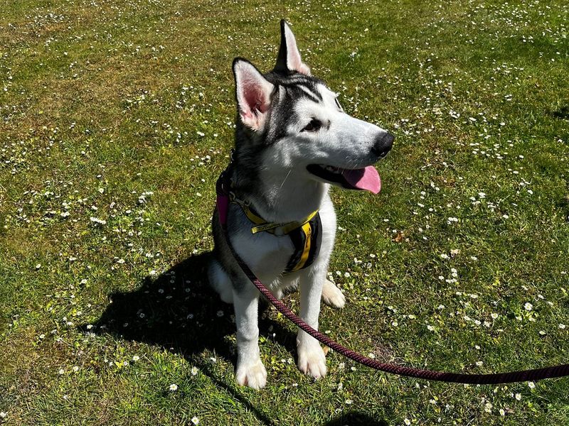 Koda - Image 4 of 4