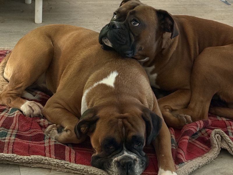 Roxy Boxer | Boxer | Cardiff - 2