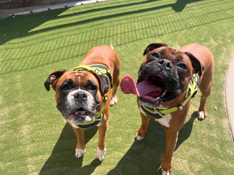 Roxy Boxer | Boxer | Cardiff - 5