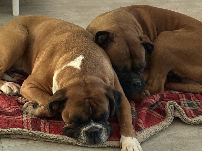 Roxy Boxer | Boxer | Cardiff - 4