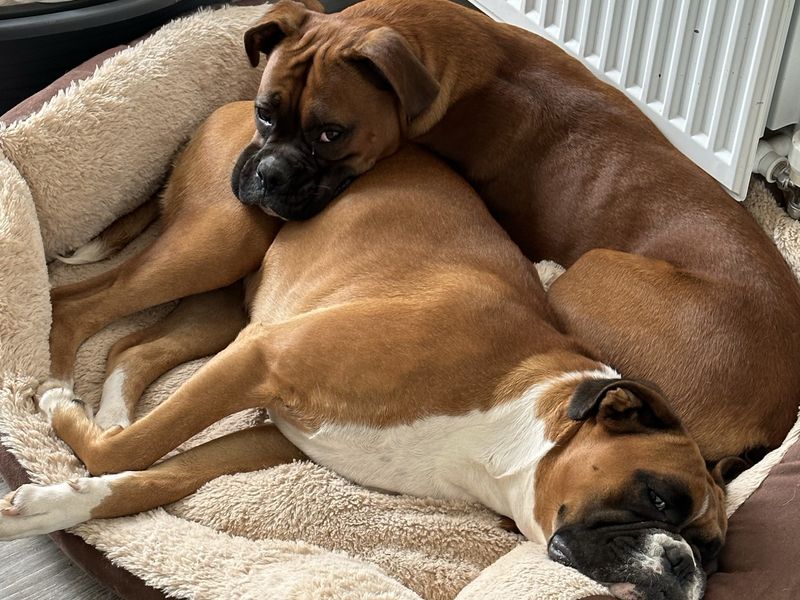 Roxy Boxer | Boxer | Cardiff - 7