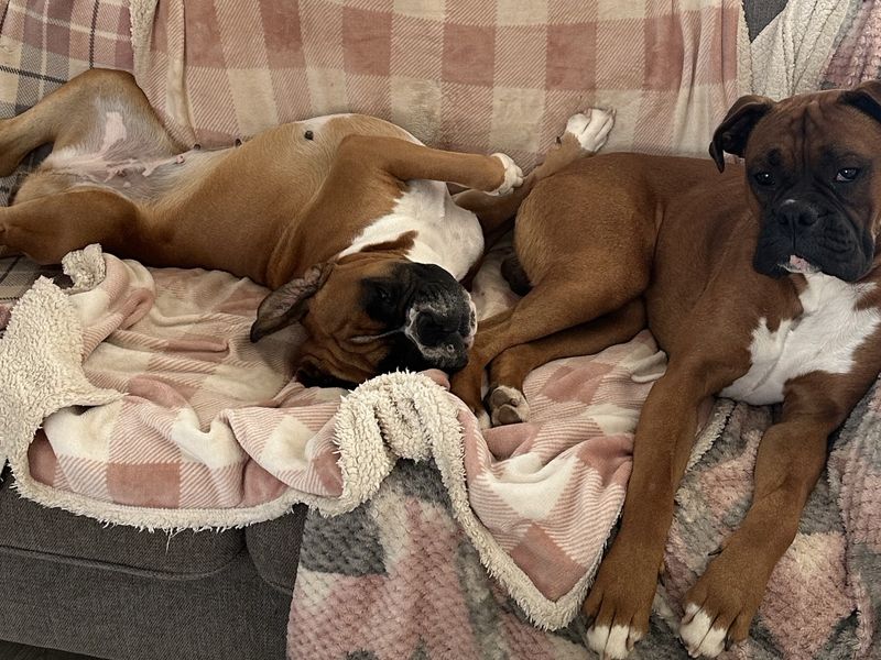 Roxy Boxer | Boxer | Cardiff - 6