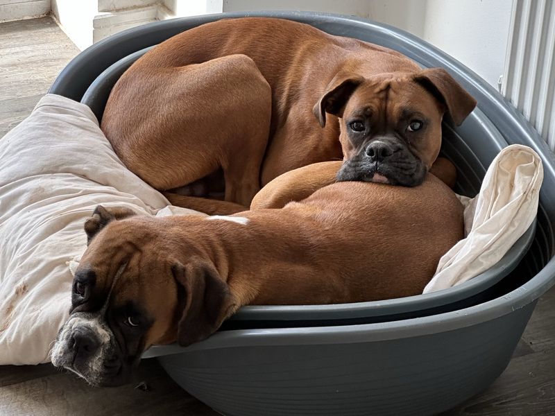 Roxy Boxer | Boxer | Cardiff - 3