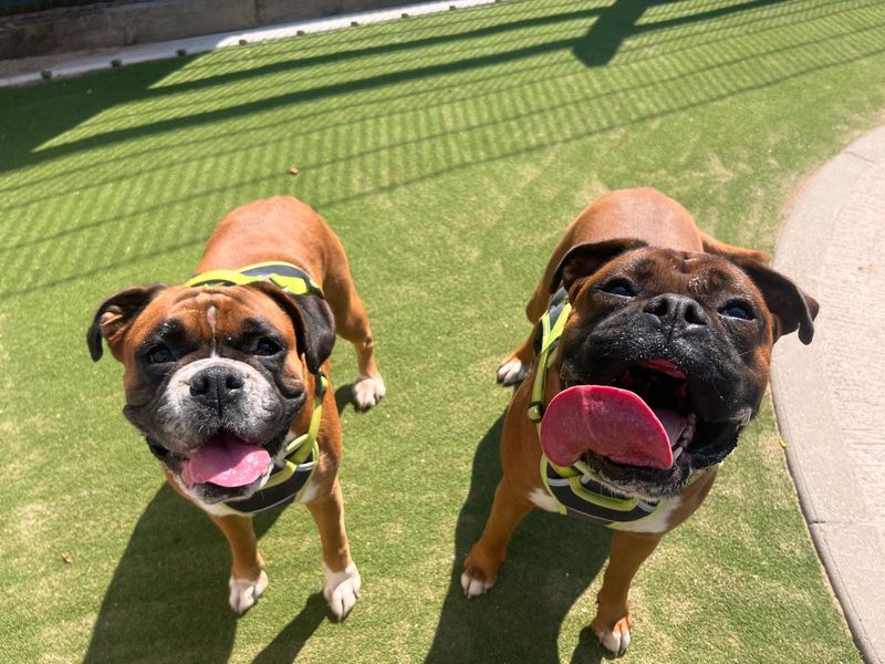 Roxy Boxer | Boxer | Cardiff - 8