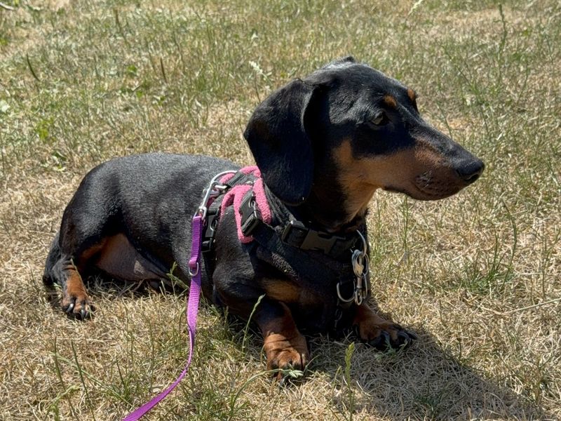 Margarine | Dachshund (Miniature Smooth Haired) | Newbury (Berkshire) - 3