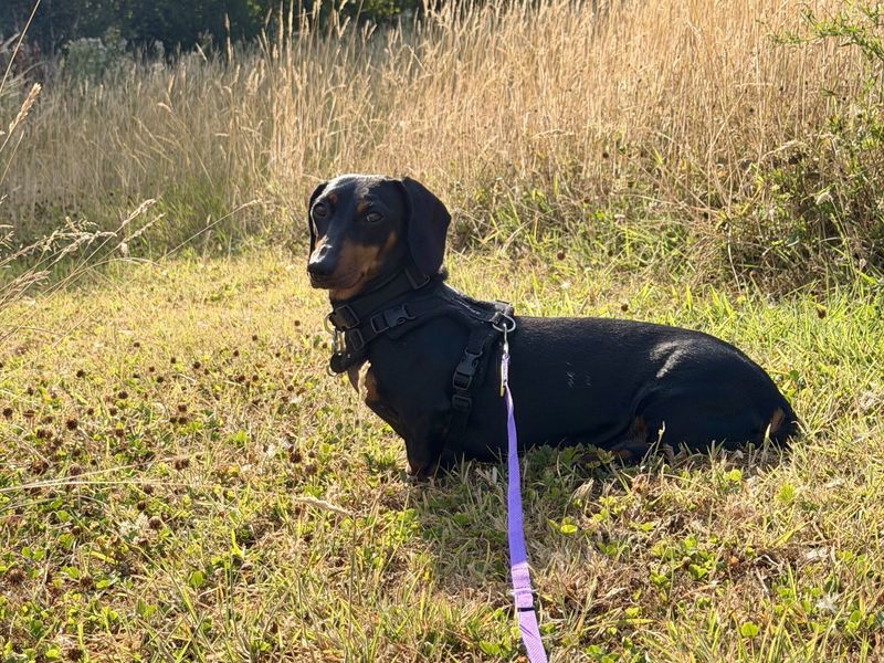 Margarine | Dachshund (Miniature Smooth Haired) | Newbury (Berkshire) - 2