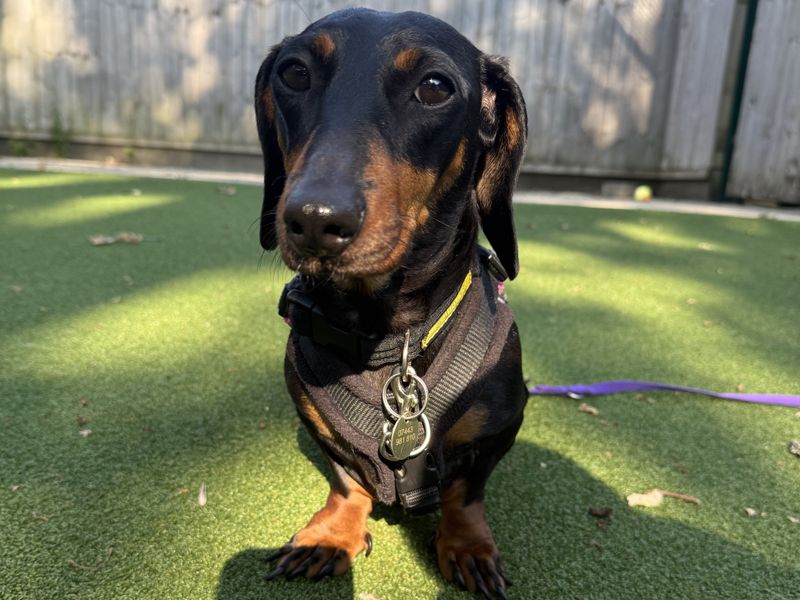 Margarine | Dachshund (Miniature Smooth Haired) | Newbury (Berkshire) - 4