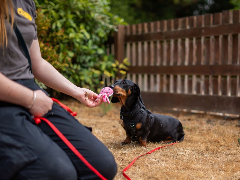 Margarine | Dachshund (Miniature Smooth Haired) | Newbury (Berkshire) - 1