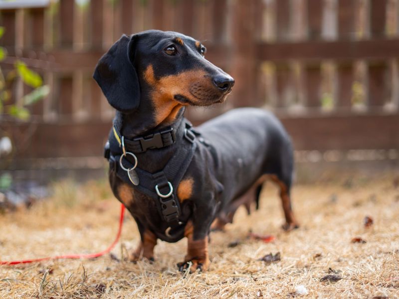 Margarine | Dachshund (Miniature Smooth Haired) | Newbury (Berkshire) - 4