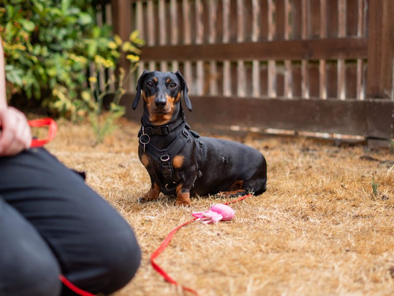 Margarine | Dachshund (Miniature Smooth Haired) | Newbury (Berkshire) - 7
