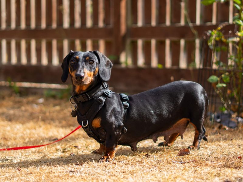 Margarine | Dachshund (Miniature Smooth Haired) | Newbury (Berkshire) - 6